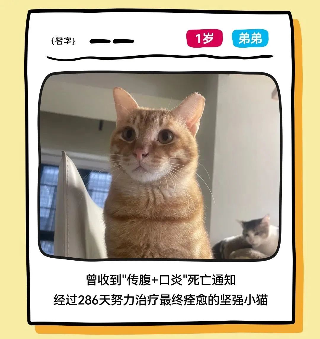 mg不朽情缘 - 邓峰家的猫来啦！mg不朽情缘商业开启超等V笑节5.0