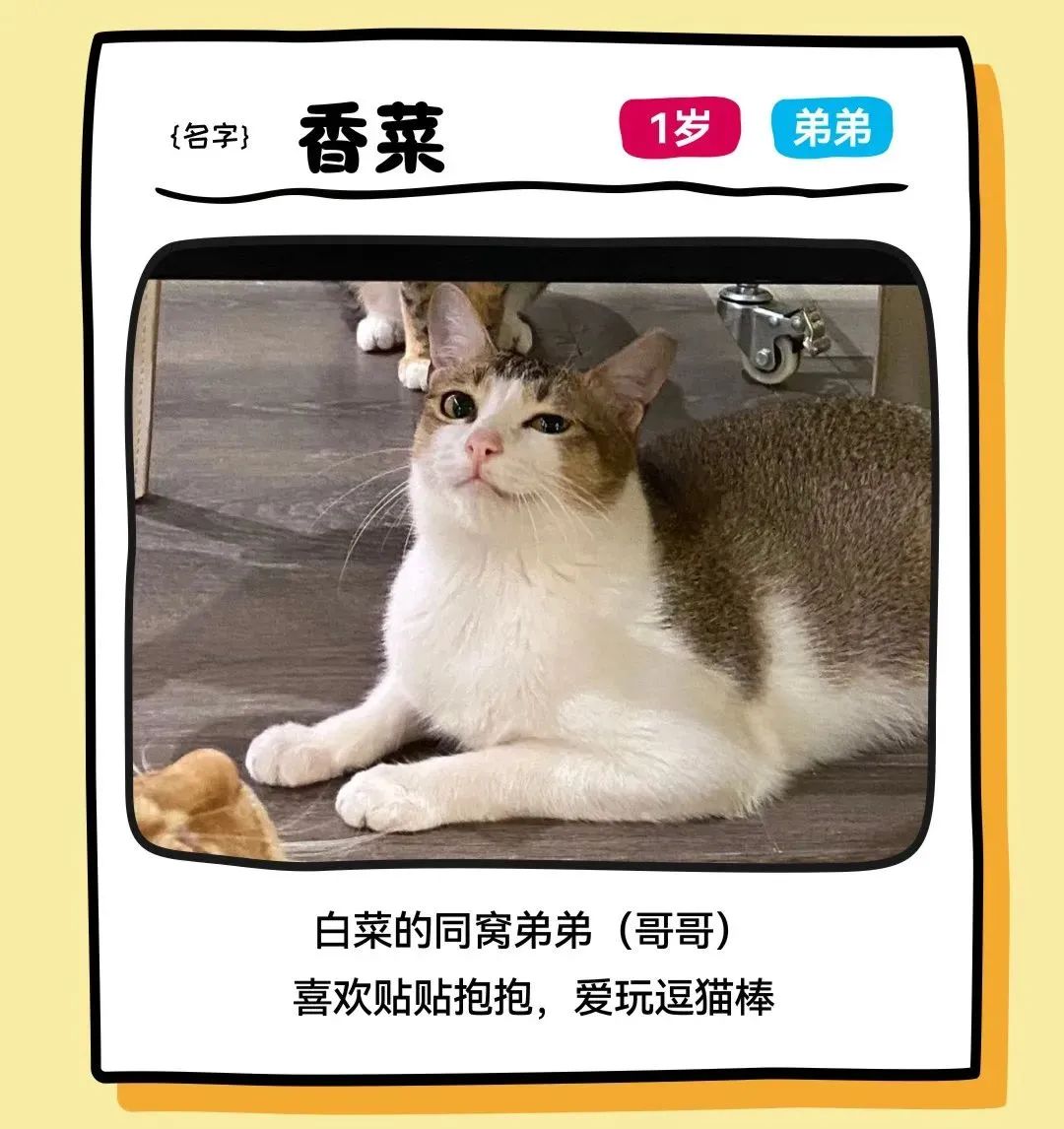 mg不朽情缘 - 邓峰家的猫来啦！mg不朽情缘商业开启超等V笑节5.0