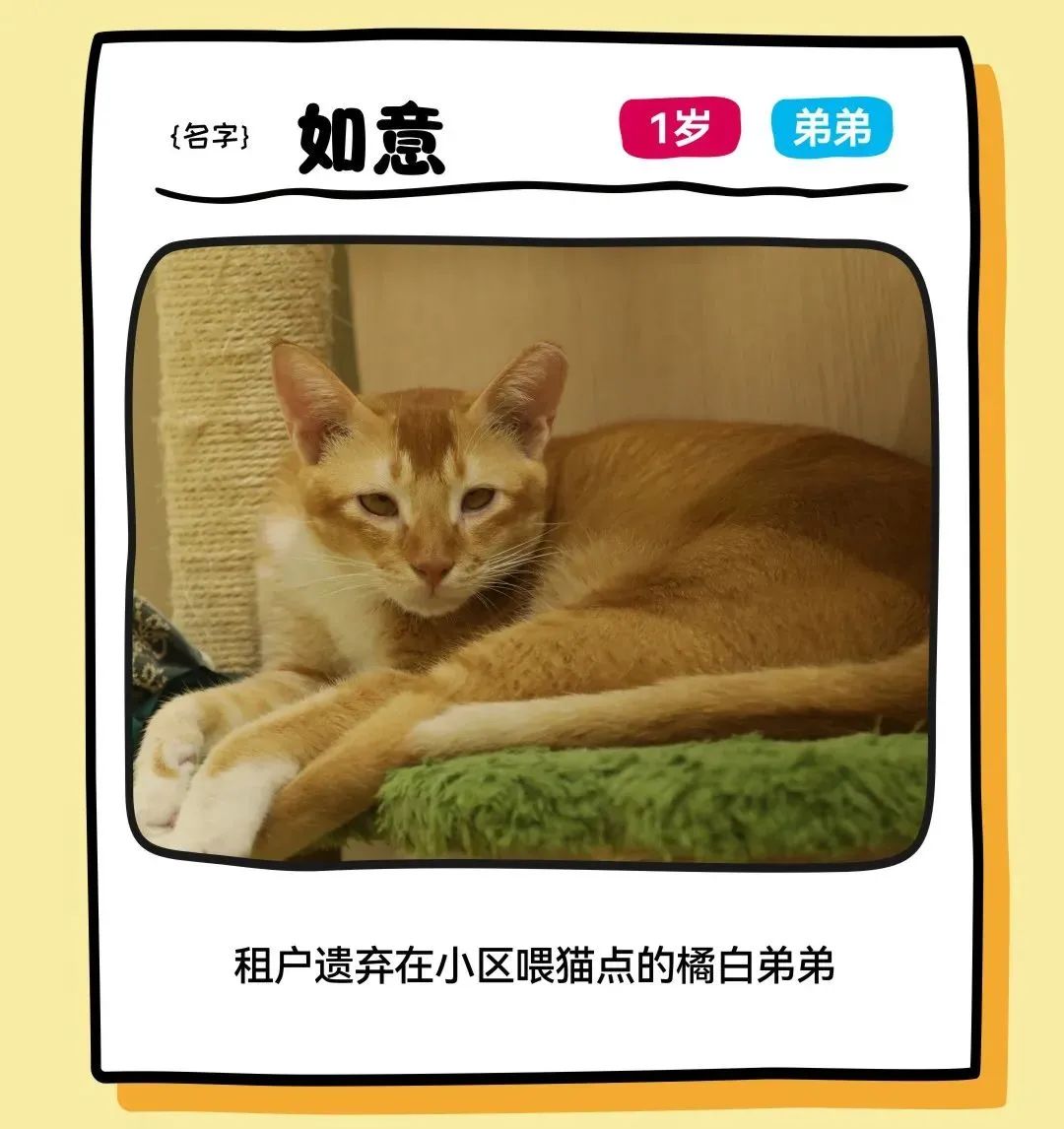 mg不朽情缘 - 邓峰家的猫来啦！mg不朽情缘商业开启超等V笑节5.0